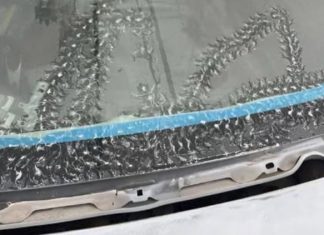 Neobični jutarnji gosti: Tragovi drvenih žaba na automobilu Neobični jutarnji gosti: Tragovi drvenih žaba na automobilu