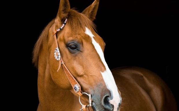 Kada je konj postao čuvar mog deteta: priča o intuiciji, ljubavi i moći ranog prepoznavanja