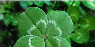 6 ZNAKOVA DA ĆE VAM SE USKORO DESITI NEŠTO DOBRO: Evo na koje SIGNALE treba da obratite pažnju