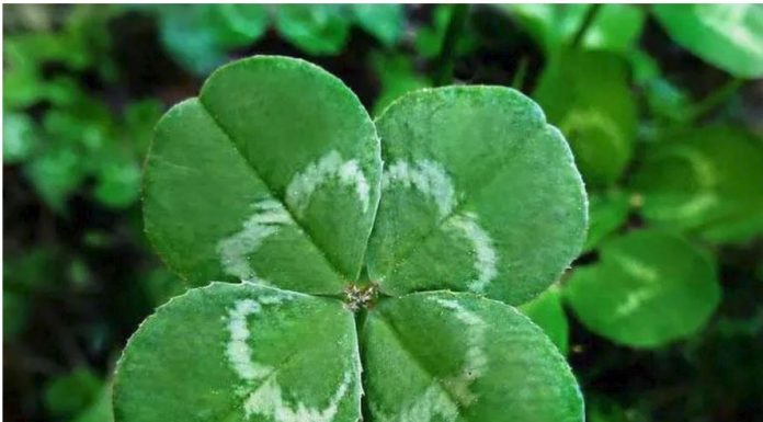 6 ZNAKOVA DA ĆE VAM SE USKORO DESITI NEŠTO DOBRO: Evo na koje SIGNALE treba da obratite pažnju