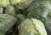 LAKO ĆETE PREPOZNATI KUPUS PUN OTROVA: Dovoljno je da obratite pažnju na ove dijelove