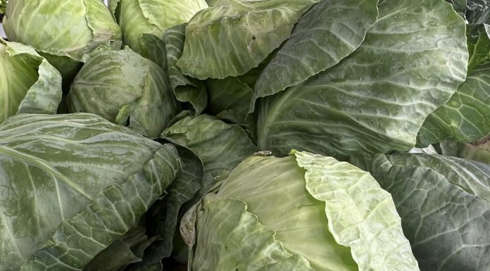 LAKO ĆETE PREPOZNATI KUPUS PUN OTROVA: Dovoljno je da obratite pažnju na ove dijelove