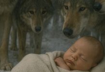 Beba se izgubila u snježnoj šumi… i vukovi su je pronašli! Ono što se sljedeće dogodilo je neobjašnjivo!