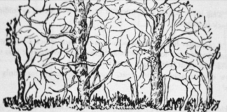 Prva životinja koju vidite na ilustraciji otkriće vam apsolutno sve o vašoj ličnosti i to bez greške