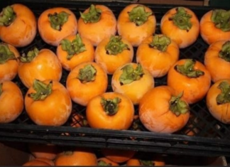 NE VOLITE JAPANSKE JABUKE? PROMIJENIT ĆETE MIŠLJENJE KAD PROČITATE KOLIKO SU DOBRE ZA ZDRAVLJE