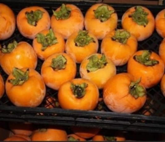 NE VOLITE JAPANSKE JABUKE? PROMIJENIT ĆETE MIŠLJENJE KAD PROČITATE KOLIKO SU DOBRE ZA ZDRAVLJE