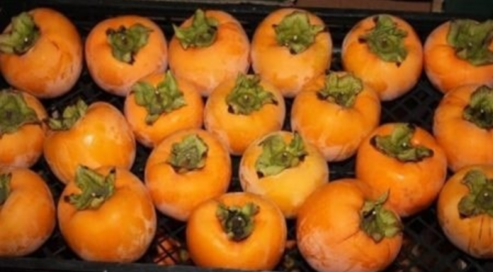 NE VOLITE JAPANSKE JABUKE? PROMIJENIT ĆETE MIŠLJENJE KAD PROČITATE KOLIKO SU DOBRE ZA ZDRAVLJE