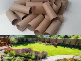 Ne bacajte rolnu toalet papira: Jedna žena je napravila čudo – i svi će ovog proleća posmatrati njeno dvorište