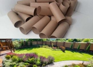 Ne bacajte rolnu toalet papira: Jedna žena je napravila čudo – i svi će ovog proleća posmatrati njeno dvorište