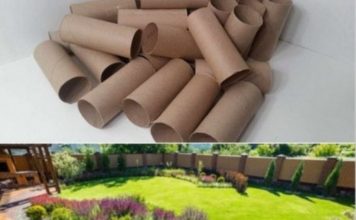 Ne bacajte rolnu toalet papira: Jedna žena je napravila čudo – i svi će ovog proleća posmatrati njeno dvorište