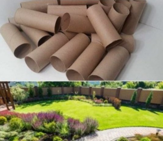 Ne bacajte rolnu toalet papira: Jedna žena je napravila čudo – i svi će ovog proleća posmatrati njeno dvorište