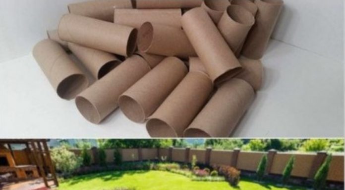 Ne bacajte rolnu toalet papira: Jedna žena je napravila čudo – i svi će ovog proleća posmatrati njeno dvorište