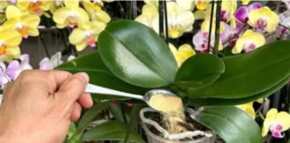 1 kašičica direktno u saksiju i 0RHIDEJA cvjeta gotovo BEZ PRESTANAKA: Nema plijesni, nema b0lesti i imam 5 puta više cvjetova!