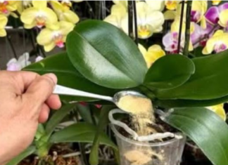 1 kašičica direktno u saksiju i 0RHIDEJA cvjeta gotovo BEZ PRESTANAKA: Nema plijesni, nema b0lesti i imam 5 puta više cvjetova!