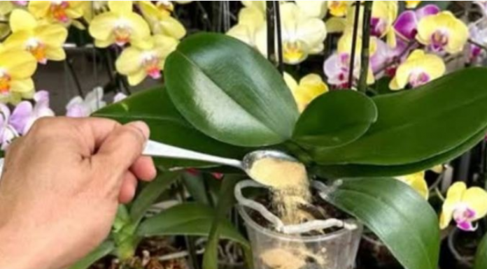 1 kašičica direktno u saksiju i 0RHIDEJA cvjeta gotovo BEZ PRESTANAKA: Nema plijesni, nema b0lesti i imam 5 puta više cvjetova!