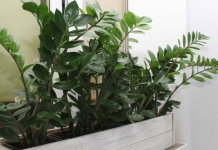 Zamija buja od jednog sastojka iz kuhinje i privlači novac: Ako se širi kao korov, vašoj sreći nema kraja