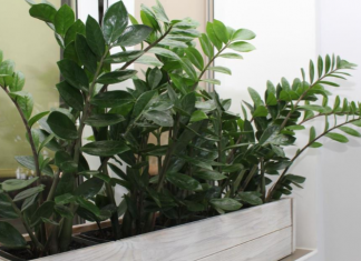 Zamija buja od jednog sastojka iz kuhinje i privlači novac: Ako se širi kao korov, vašoj sreći nema kraja