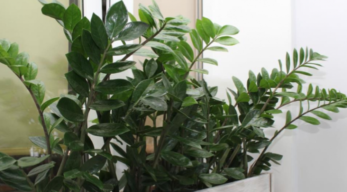 Zamija buja od jednog sastojka iz kuhinje i privlači novac: Ako se širi kao korov, vašoj sreći nema kraja