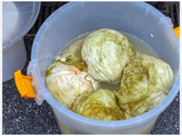 Evo kako spasiti gnjecavi kiseli kupus: Dodajte u bure 1 sastojak!