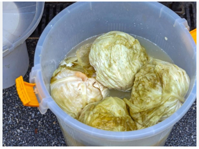 Evo kako spasiti gnjecavi kiseli kupus: Dodajte u bure 1 sastojak!