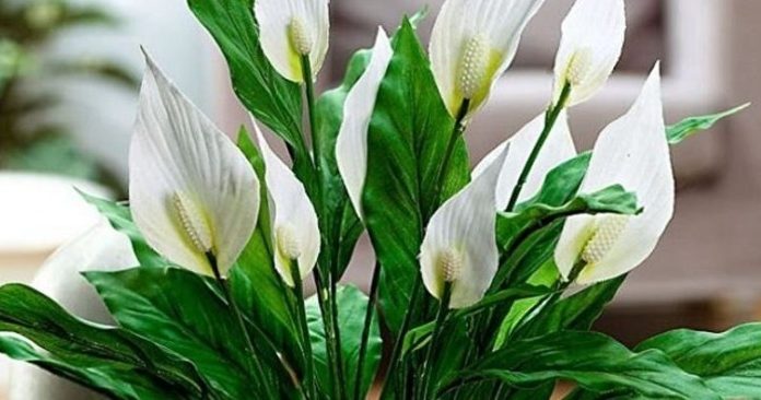Muka vam je od čekanja da vaš spathiphyllum procvjeta? Ovih šest savjeta promijenilo je sve za mene
