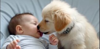 Roditelji su skoro izgubili nadu: lekari su verovali da nikada neće moći da se kreće — sve dok se u njihovom životu nije pojavio štenac koji je sve promenio.