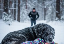 Pas koji je žrtvovao sve da spasi život svog malog prijatelja: Priča o hrabrosti, odanosti i ljubavi bez granica
