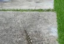 Ujutru sam u dvorištu primetila nešto i pomislila da je samo igračka, ali se stvarnost pokazala mnogo strašnijom.