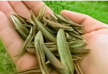 BOŽJI DAR STAR HILJADAMA GODINA: LEK ZA UPALU PLUĆA, ČIR NA ŽELUCU, UPALU MOKRAĆNIH PUTEVA