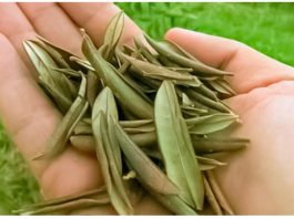 BOŽJI DAR STAR HILJADAMA GODINA: LEK ZA UPALU PLUĆA, ČIR NA ŽELUCU, UPALU MOKRAĆNIH PUTEVA