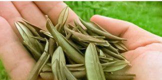 BOŽJI DAR STAR HILJADAMA GODINA: LEK ZA UPALU PLUĆA, ČIR NA ŽELUCU, UPALU MOKRAĆNIH PUTEVA