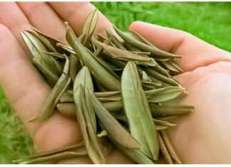 BOŽJI DAR STAR HILJADAMA GODINA: LEK ZA UPALU PLUĆA, ČIR NA ŽELUCU, UPALU MOKRAĆNIH PUTEVA