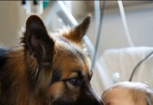 Dečak je bio živ samo zahvaljujući aparatima za održavanje života, a lekari su već izgubili svaku nadu, ali kada je njegov pas ušao u sobu, desilo se nešto neočekivano.