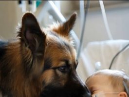 Dečak je bio živ samo zahvaljujući aparatima za održavanje života, a lekari su već izgubili svaku nadu, ali kada je njegov pas ušao u sobu, desilo se nešto neočekivano.