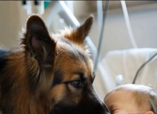 Dečak je bio živ samo zahvaljujući aparatima za održavanje života, a lekari su već izgubili svaku nadu, ali kada je njegov pas ušao u sobu, desilo se nešto neočekivano.