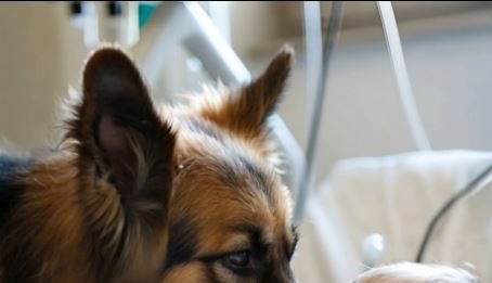 Dečak je bio živ samo zahvaljujući aparatima za održavanje života, a lekari su već izgubili svaku nadu, ali kada je njegov pas ušao u sobu, desilo se nešto neočekivano.