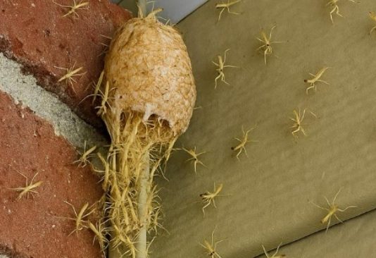 Izašao sam na trijem i vidio kako zid… oživljava! Stotine sitnih stvorenja izašlo je iz svoje tajanstvene čahure ravno pred mojim vratima!