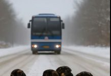 Štenci tihi heroji: Priča o hrabrosti, toplini i saosećanju