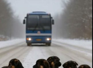 Štenci tihi heroji: Priča o hrabrosti, toplini i saosećanju
