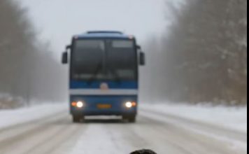 Štenci tihi heroji: Priča o hrabrosti, toplini i saosećanju