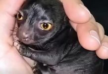 Jedan čovek otkriva čudno stvorenje u šumi — godinu dana kasnije, istina šokira sve!!!