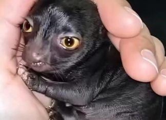 Jedan čovek otkriva čudno stvorenje u šumi — godinu dana kasnije, istina šokira sve!!!