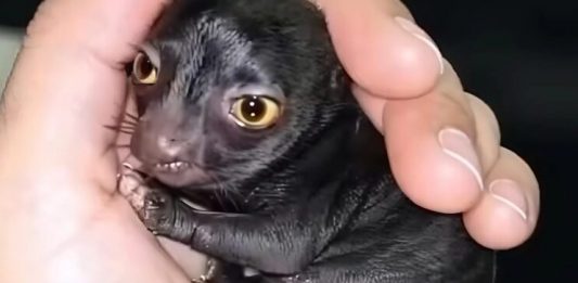 Jedan čovek otkriva čudno stvorenje u šumi — godinu dana kasnije, istina šokira sve!!!