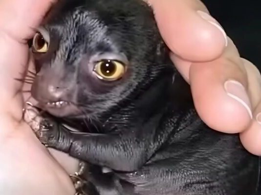 Jedan čovek otkriva čudno stvorenje u šumi — godinu dana kasnije, istina šokira sve!!!