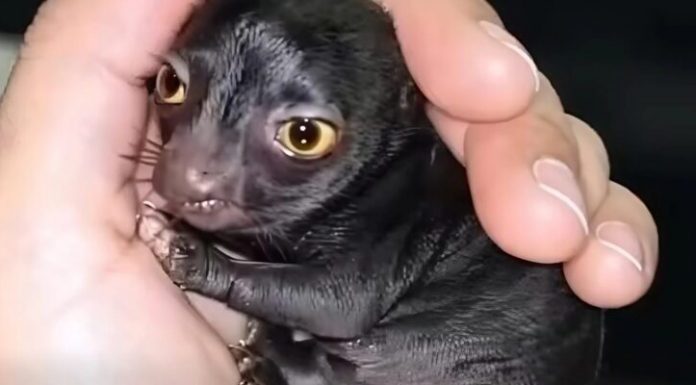 Jedan čovek otkriva čudno stvorenje u šumi — godinu dana kasnije, istina šokira sve!!!