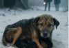 “Žrtva ljubavi: Pas koji je dao sve za svoje štence u smrtonosnom snegu”