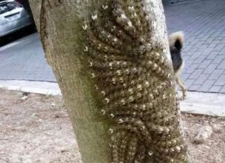 Moja ćerka je skoro dotakla opasni fenomen na drvetu – šta svako treba da zna