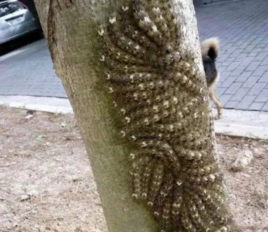 Moja ćerka je skoro dotakla opasni fenomen na drvetu – šta svako treba da zna