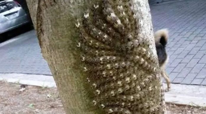 Moja ćerka je skoro dotakla opasni fenomen na drvetu – šta svako treba da zna