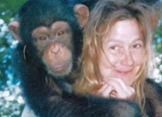 Sandra je godinama gajila šimpanzu i spavala sa njom, ne sluteći šta će je snaći: Taj užas potresao je ceo svet